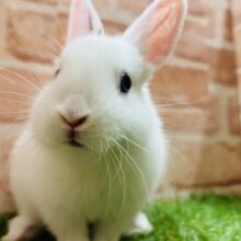 甘えん坊さんのカワイイうさちゃんがやってきましたよ～⛄⛄⛄　ネザーランドドワーフ（ホワイト）