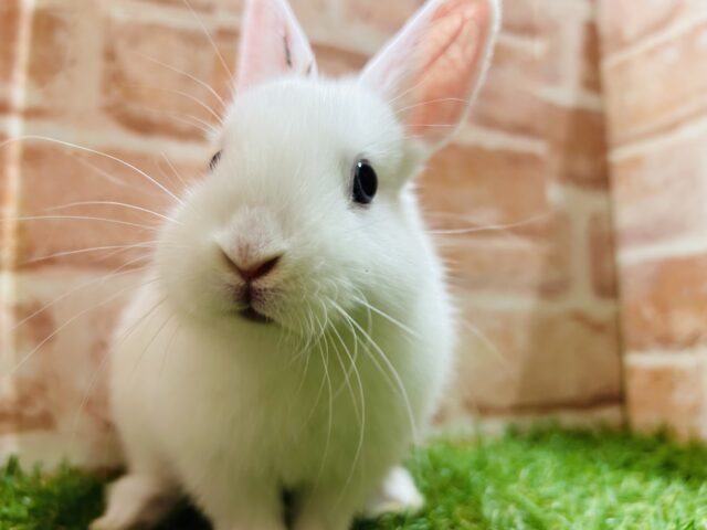 甘えん坊さんのカワイイうさちゃんがやってきましたよ～⛄⛄⛄　ネザーランドドワーフ（ホワイト）