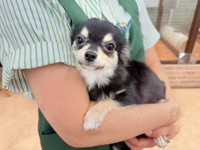 チワワ（ブラックタン&ホワイト）男の子♫慣れると尻尾フリフリ〜なシャイボーイ！