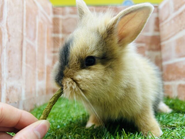 ジャージーウーリー