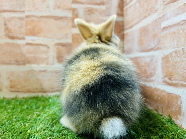 ジャージーウーリー