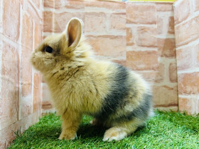 ジャージーウーリー