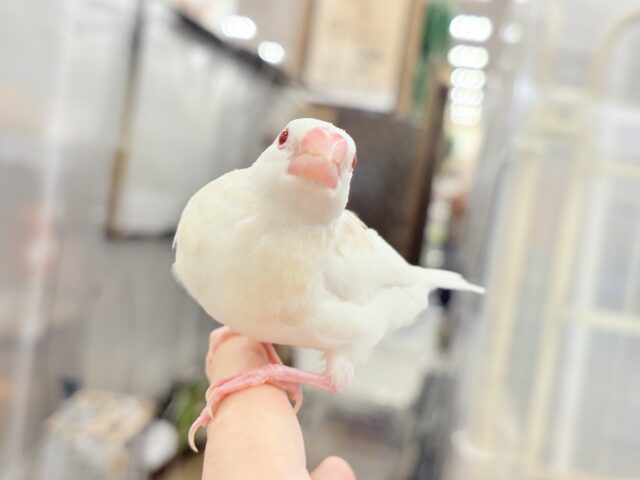アルビノ文鳥