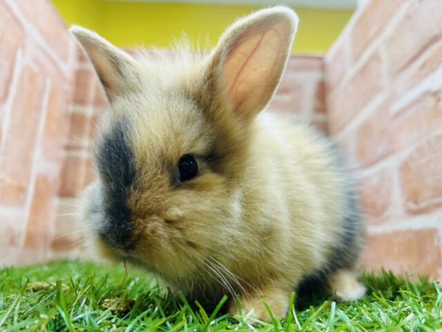 ジャージーウーリー