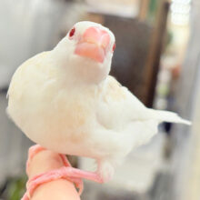 【最新画像更新🪄ひとり餌になりました‪☆】純白の眠りヒナ🐣🤍アルビノ文鳥 ヒナ
