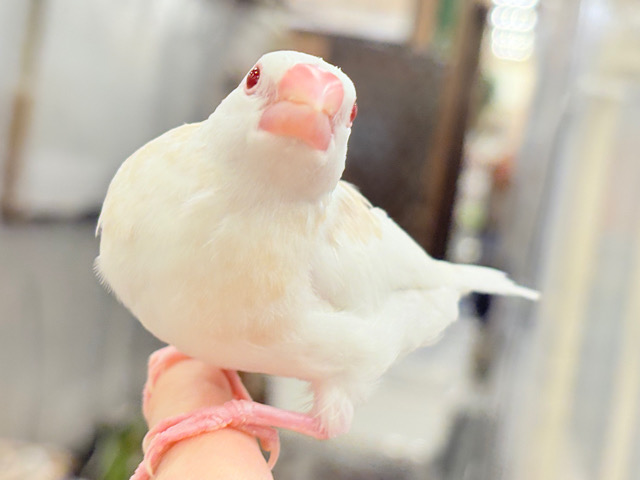 【最新画像更新🪄ひとり餌になりました‪☆】純白の眠りヒナ🐣🤍アルビノ文鳥 ヒナ