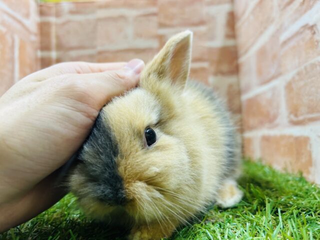 ジャージーウーリー