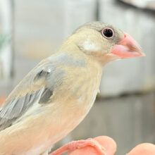 【最新画像更新🪄ひとり餌になりました‪☆】ぶんぶんっ🐣🌸桜文鳥 ヒナ