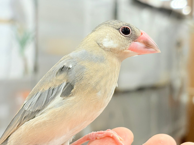 【最新画像更新🪄ひとり餌になりました‪☆】ぶんぶんっ🐣🌸桜文鳥 ヒナ