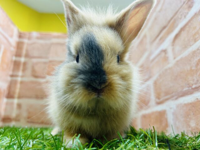 ジャージーウーリー