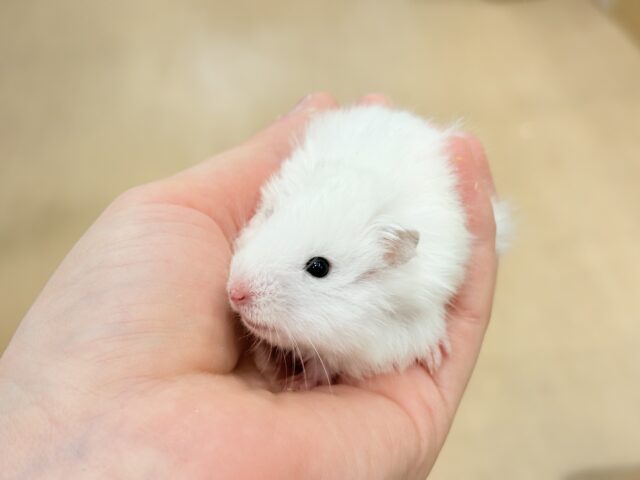 ゴールデンハムスター