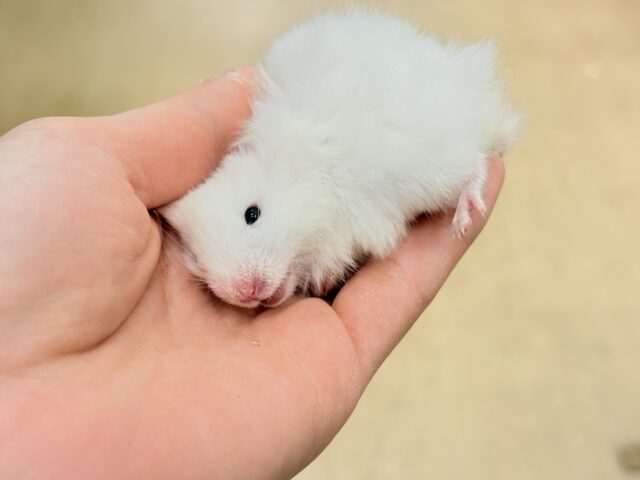 ゴールデンハムスター