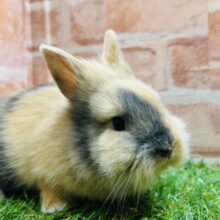 もふもふジャージーウーリーさん🐇🐇🐇🐇🐇