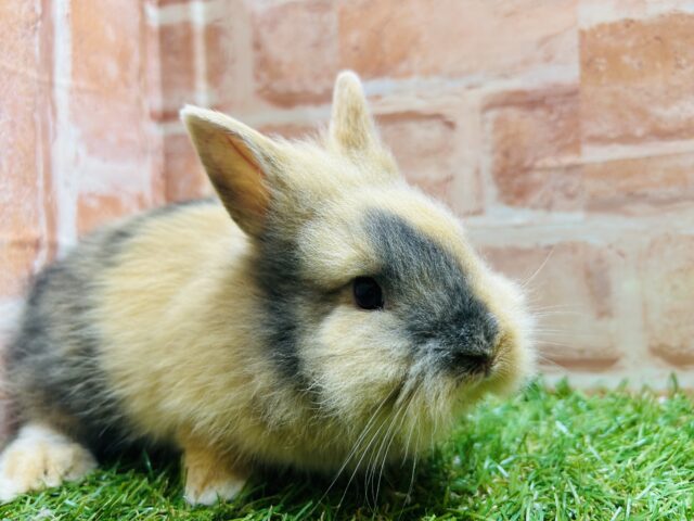 もふもふジャージーウーリーさん🐇🐇🐇🐇🐇