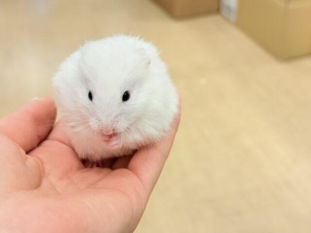 ゴールデンハムスター