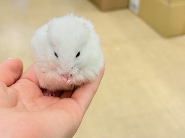 ゴールデンハムスター