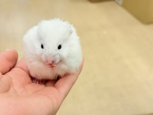 ゴールデンハムスター