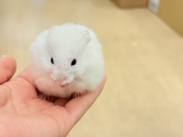 ゴールデンハムスター