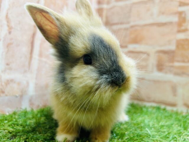 ジャージーウーリー