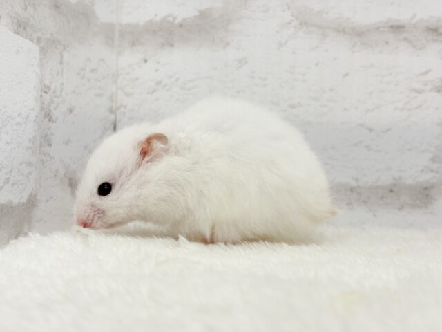 ゴールデンハムスター