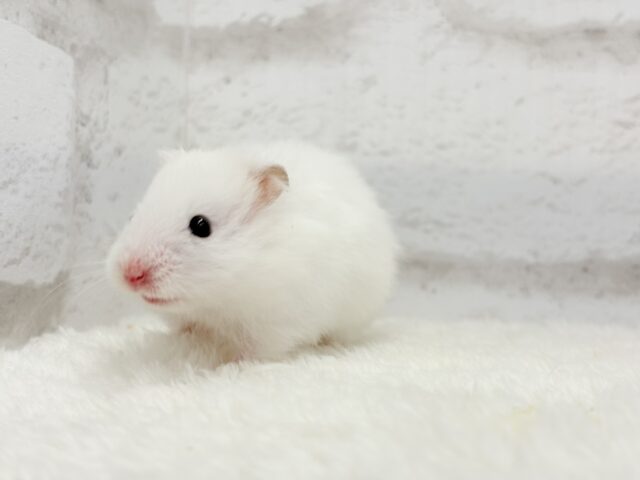 ゴールデンハムスター