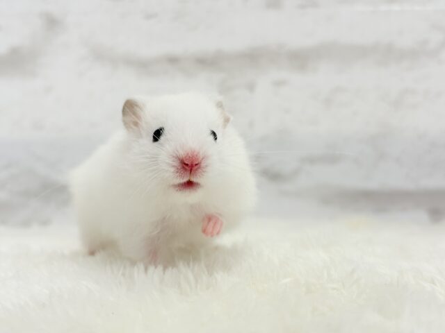 ゴールデンハムスター