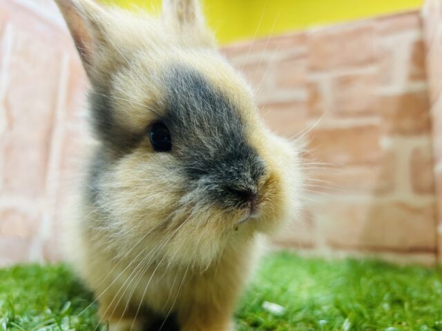 ジャージーウーリー