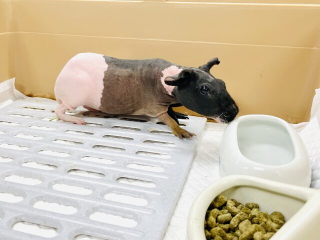 【最新画像】3色カラーのおしゃれ番長✨スキニーギニアピッグちゃん❣️(女の子) スキニーギニアピッグ