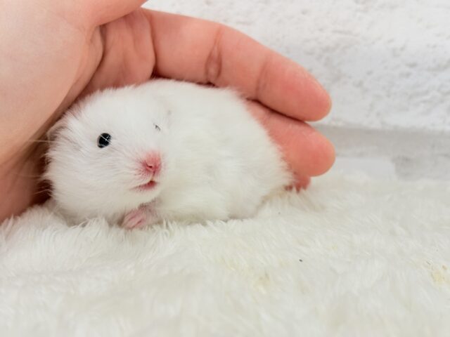 ゴールデンハムスター