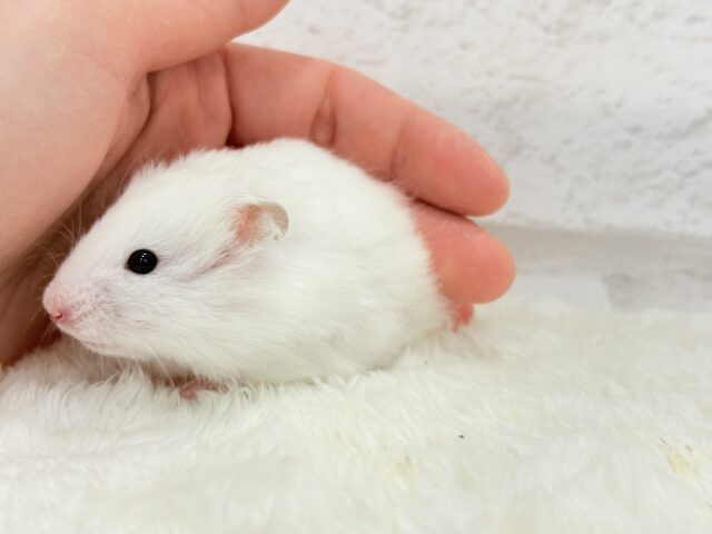 ゴールデンハムスター