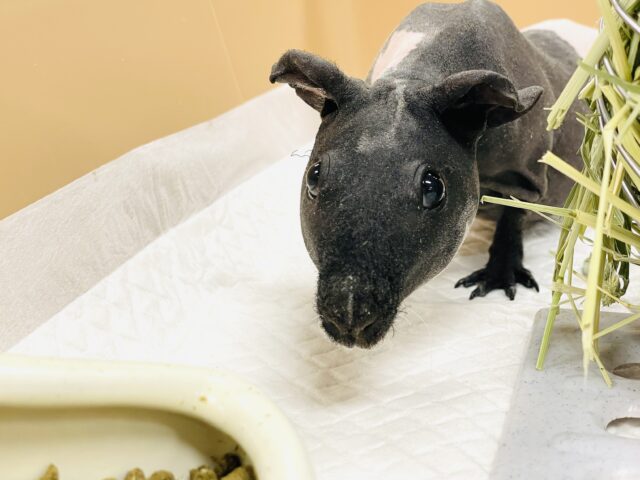 【最新画像】3色カラーのおしゃれ番長✨スキニーギニアピッグちゃん❣️(女の子) スキニーギニアピッグ