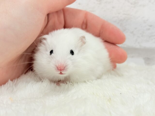 ゴールデンハムスター