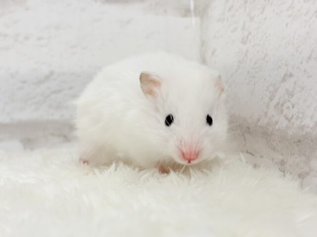 ゴールデンハムスター