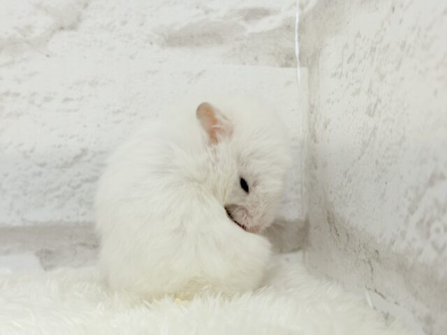 ゴールデンハムスター