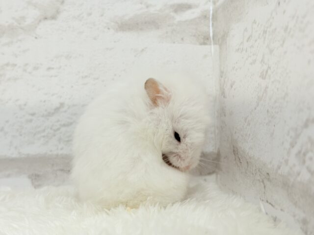 ゴールデンハムスター