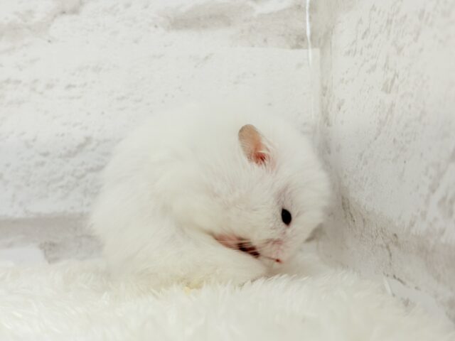 ゴールデンハムスター