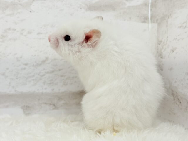 ゴールデンハムスター