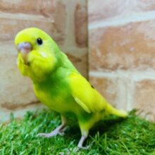 久々にグリーンパイドのセキセイちゃんがやってきましたよ～！💚💚💚