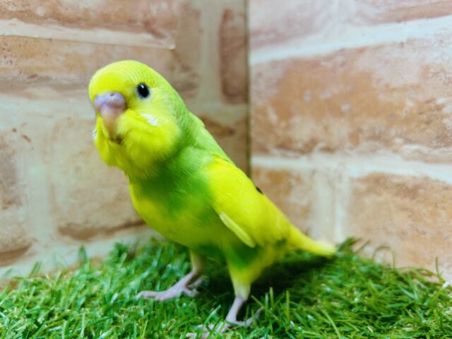 久々にグリーンパイドのセキセイちゃんがやってきましたよ～！💚💚💚