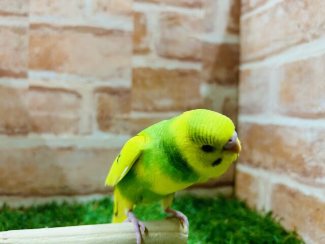 セキセイインコ