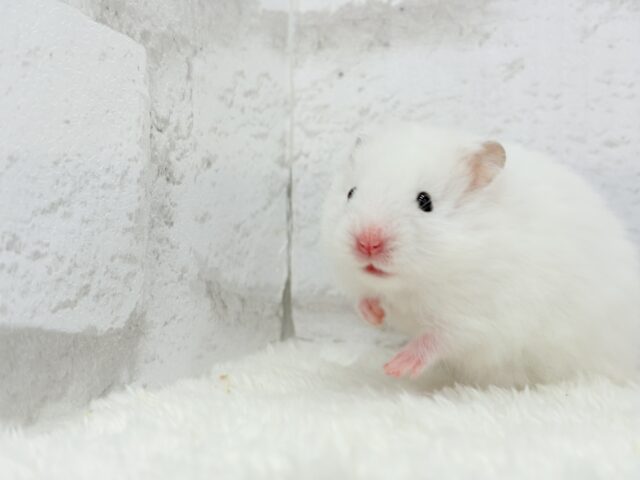 ゴールデンハムスター