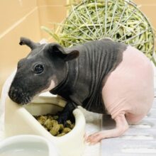 【最新画像】3色カラーのおしゃれ番長✨スキニーギニアピッグちゃん❣️(女の子)