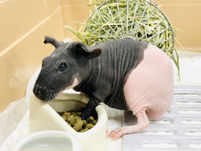 【最新画像】3色カラーのおしゃれ番長✨スキニーギニアピッグちゃん❣️(女の子)