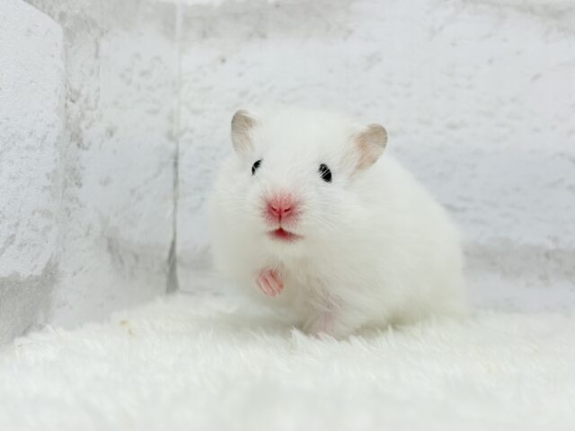 ゴールデンハムスター