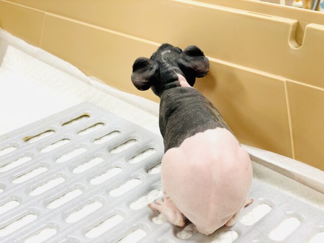 【最新画像】3色カラーのおしゃれ番長✨スキニーギニアピッグちゃん❣️(女の子) スキニーギニアピッグ