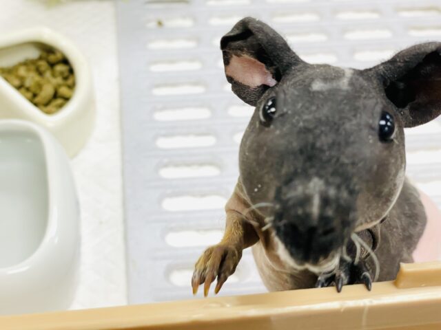 【最新画像】3色カラーのおしゃれ番長✨スキニーギニアピッグちゃん❣️(女の子) スキニーギニアピッグ