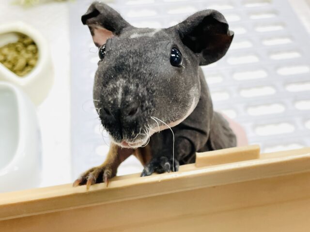 【最新画像】3色カラーのおしゃれ番長✨スキニーギニアピッグちゃん❣️(女の子) スキニーギニアピッグ