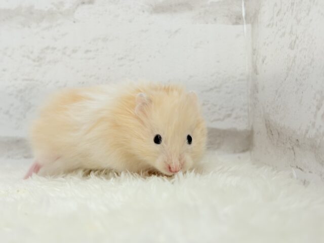 ゴールデンハムスター