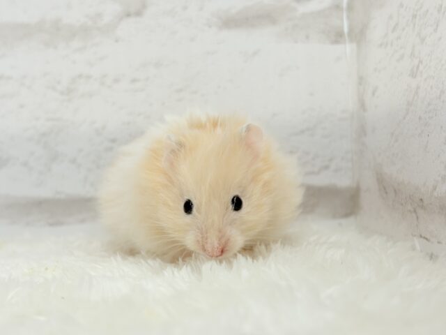 ゴールデンハムスター