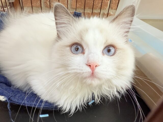 最新画像📸ラグドール（ブルーポイントバイカラー）女の子♪キラキラ✨おめめの美人さん！